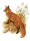 Fox gif