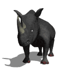 Rhino gif